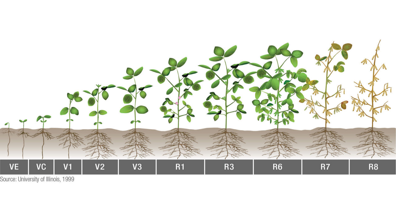 All You Need to Know About Soybean Growth And Development