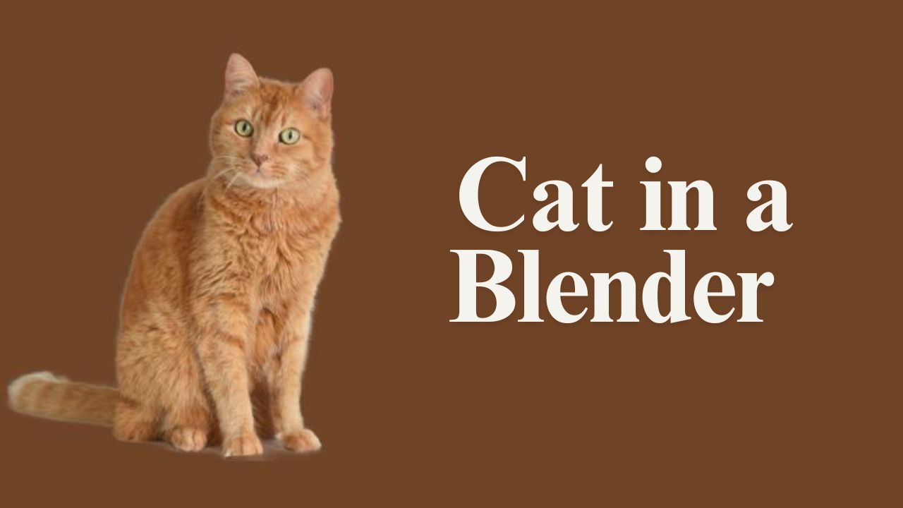 The Cat in a Blender Video: The Disturbing Viral Incident