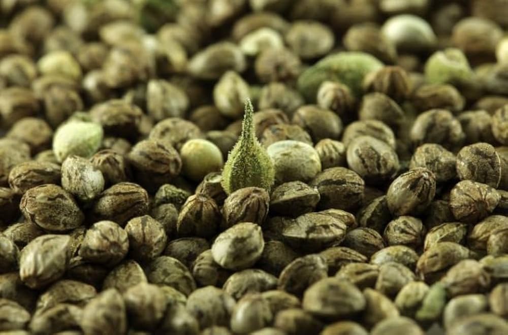 Where Can I Buy Cannabis Seeds on an Offer?