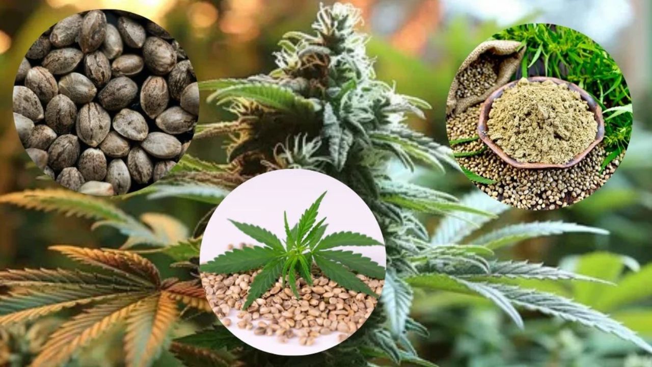 Cannabis Seeds