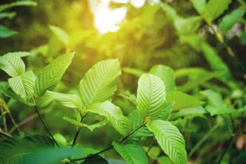 The Best Kratom Vendors: Where to Buy Quality Products