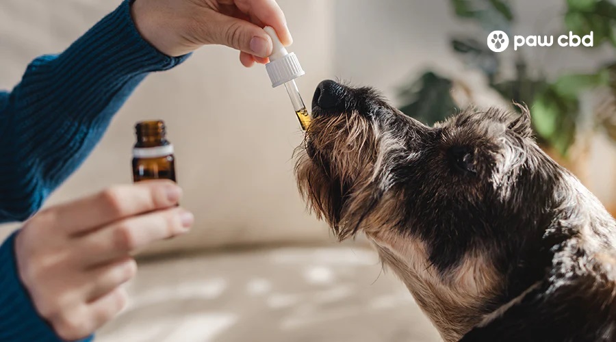 CBD Oil Dos and Don’ts: Ensuring the Best for Your Dog’s Health