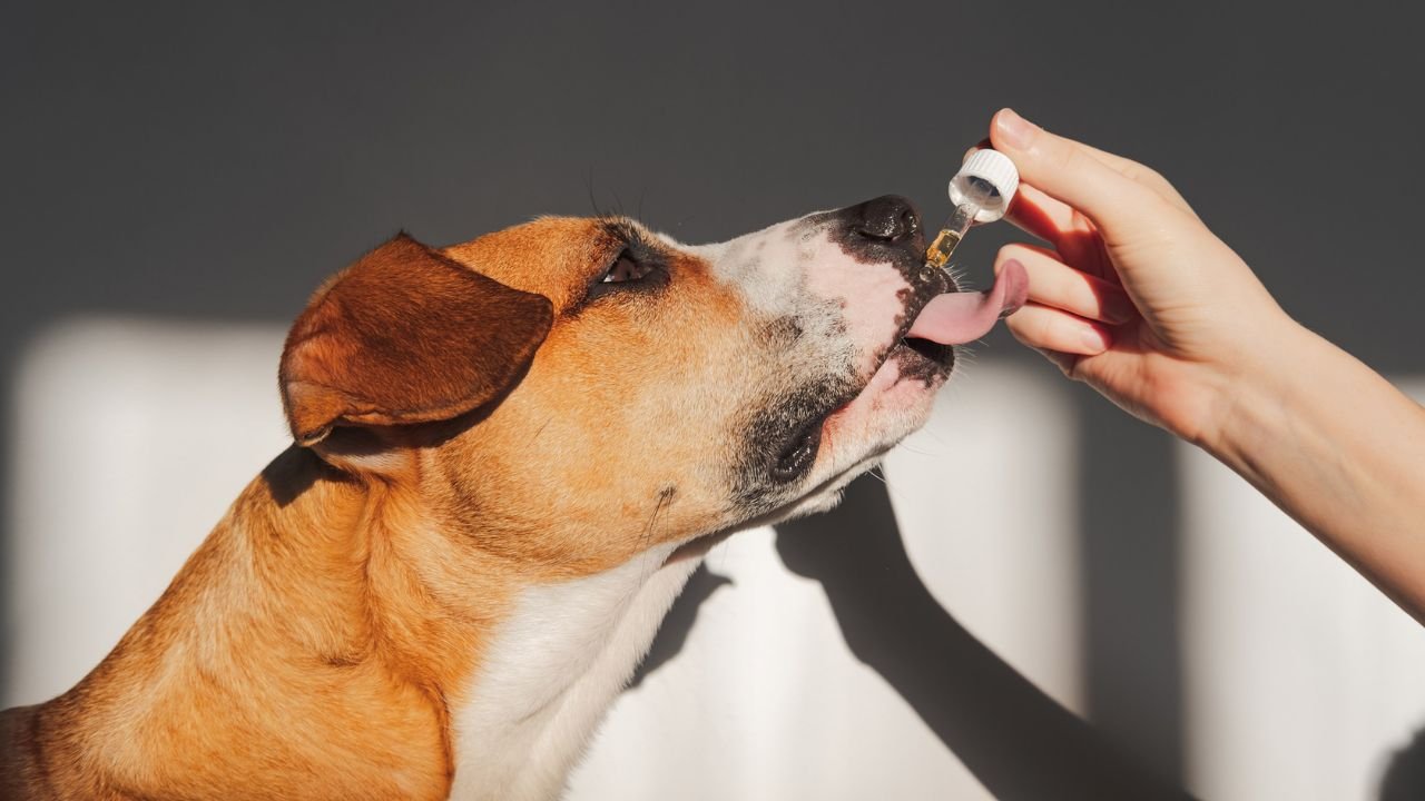 CBD Oil Dos and Don’ts: Ensuring the Best for Your Dog’s Health