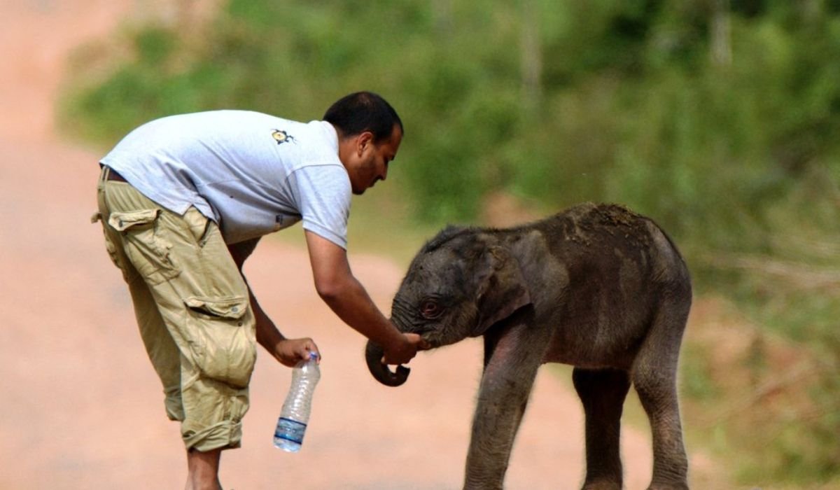 Emerging Roles in Wildlife Technology: Job Opportunities in 2024