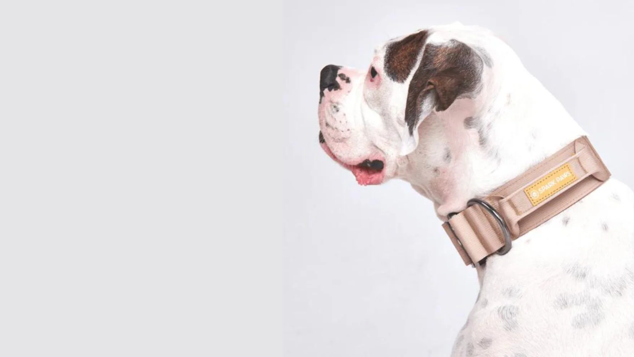 From Style to Safety: Why Every Dog Owner Needs a Tactical Dog Collar