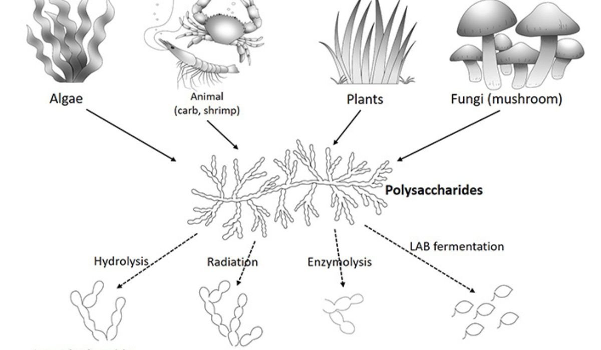 What are 100 wild plant enzymes and probiotics good for?