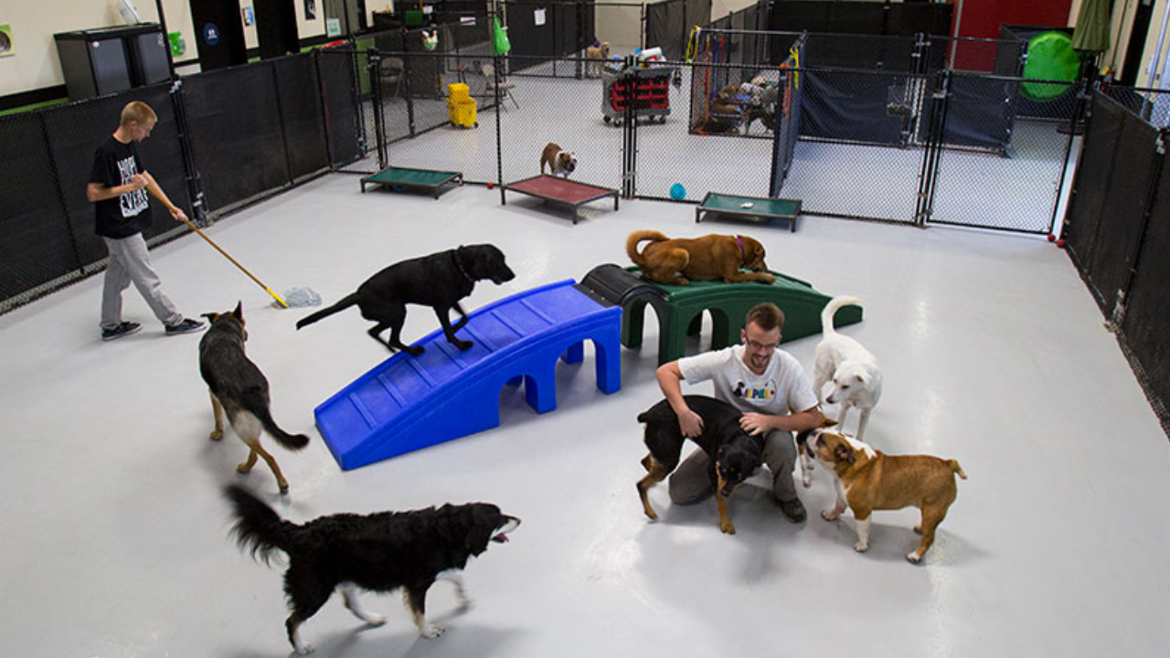 What Are the Advantages of Boarding Dogs at Kennel-Free Establishments?