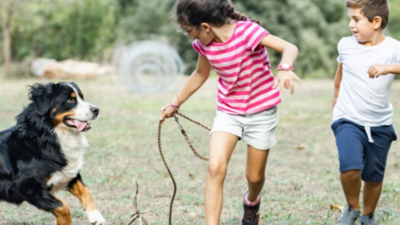Creating a Safe Environment for Kids in Homes with Multiple Dogs Around