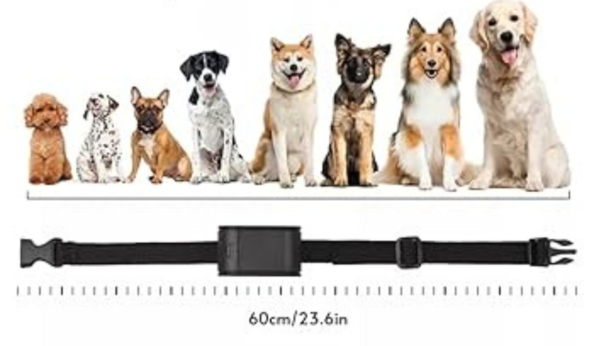 Enter Pawious: New and Re-defining Products for Pets