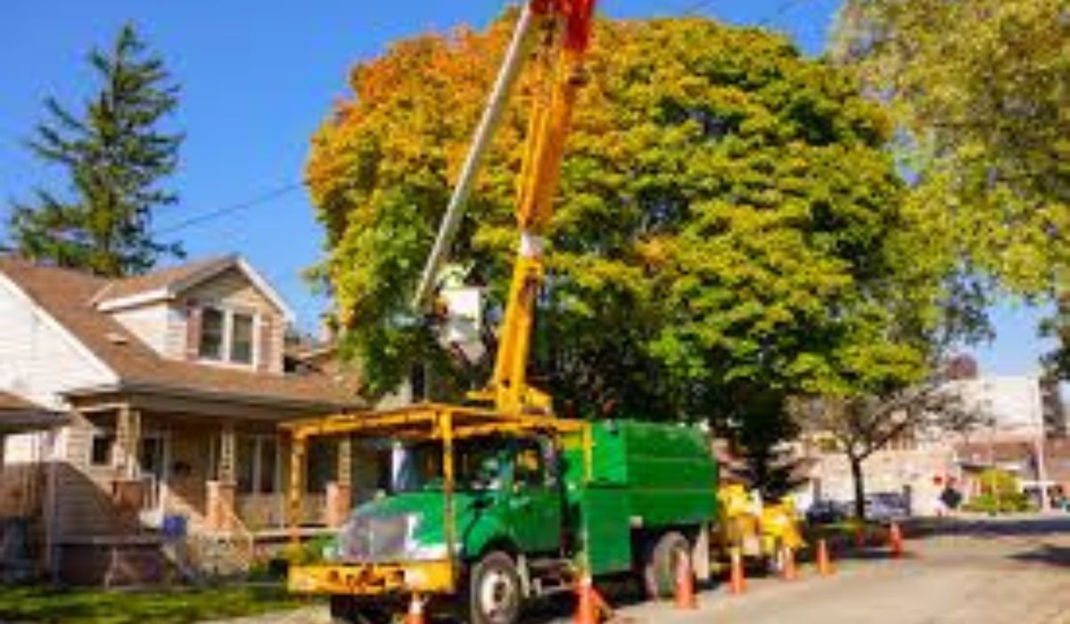 Tree Removal Detroit: Expert Care for Your Property – Safe and Efficient Solutions