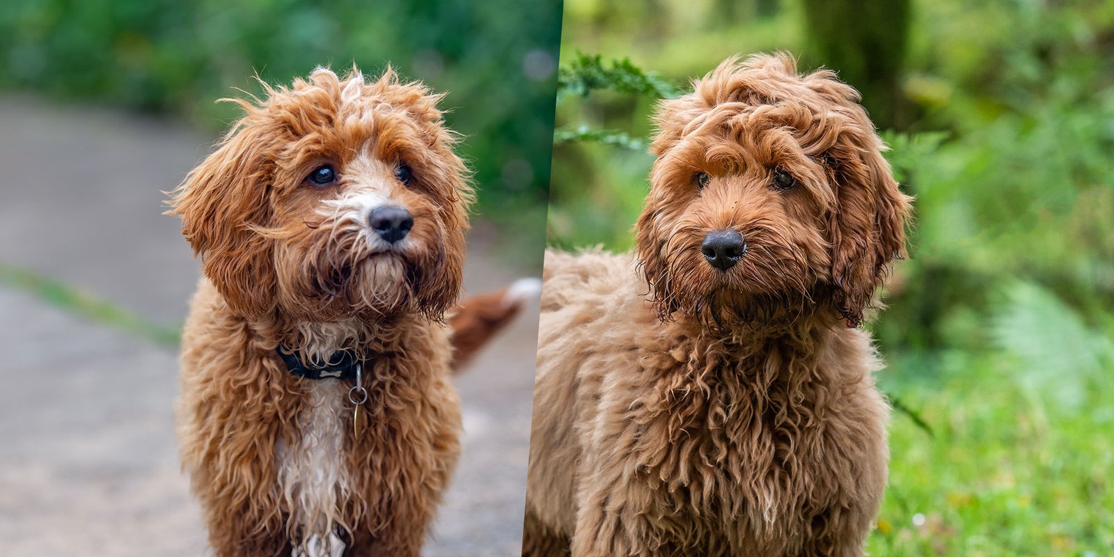 Training Your Cavapoo & Cockapoo Puppies: Wisdom for Both the Same Home