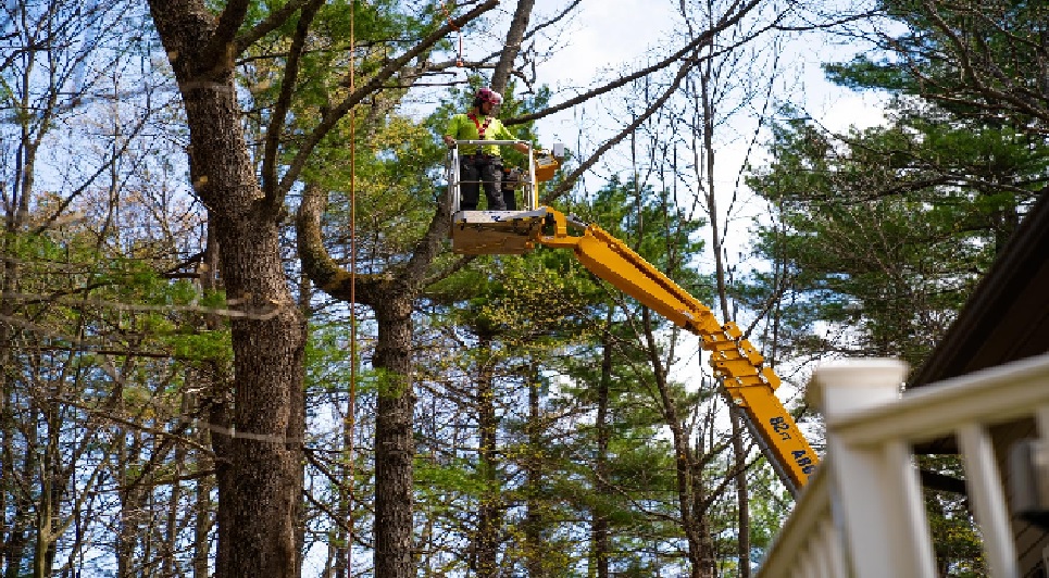 Your Guide to Choosing the Best Local Tree Service for Your Needs