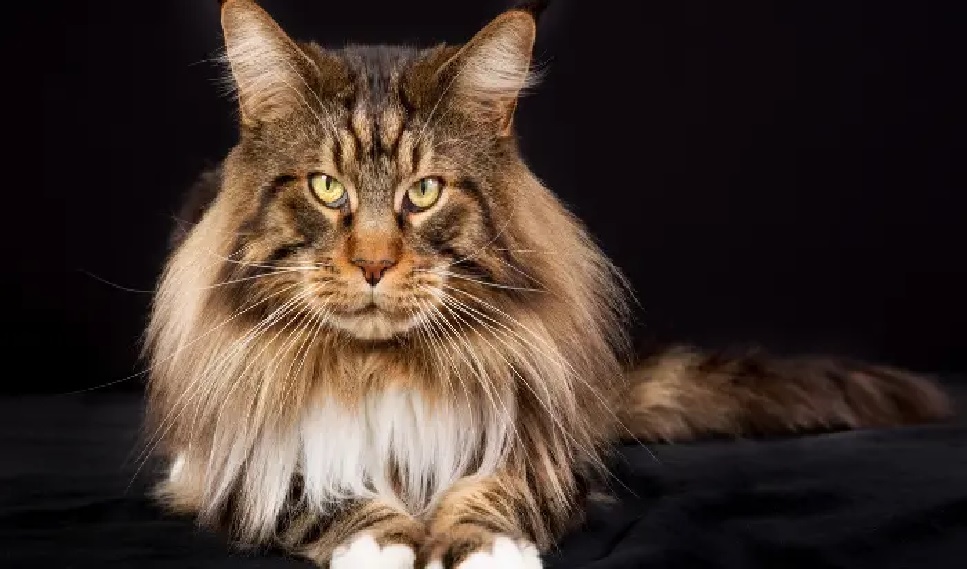 Find Your Gentle Giant: Giant Maine Coon Cats for Sale Today