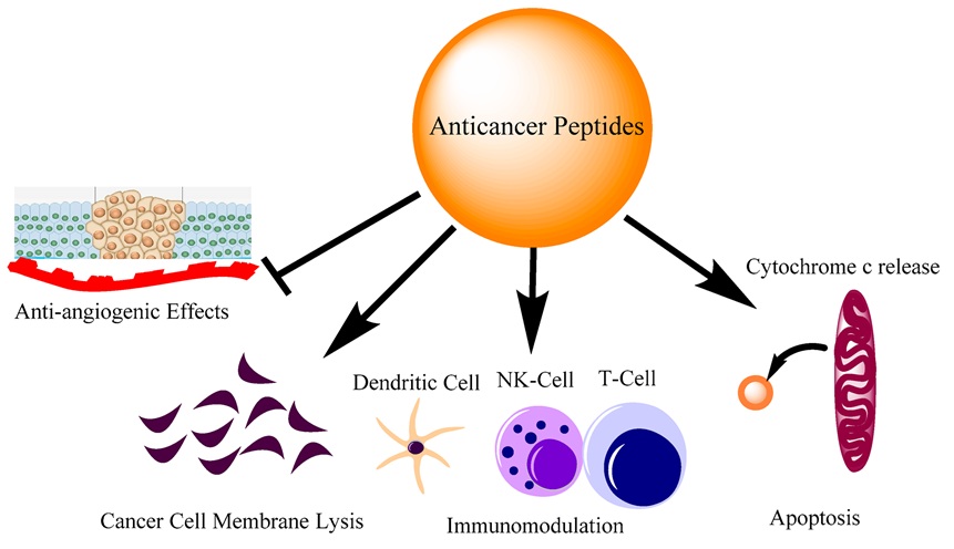 The Science Behind Peptide Therapy and Its Impact on Anti-Aging