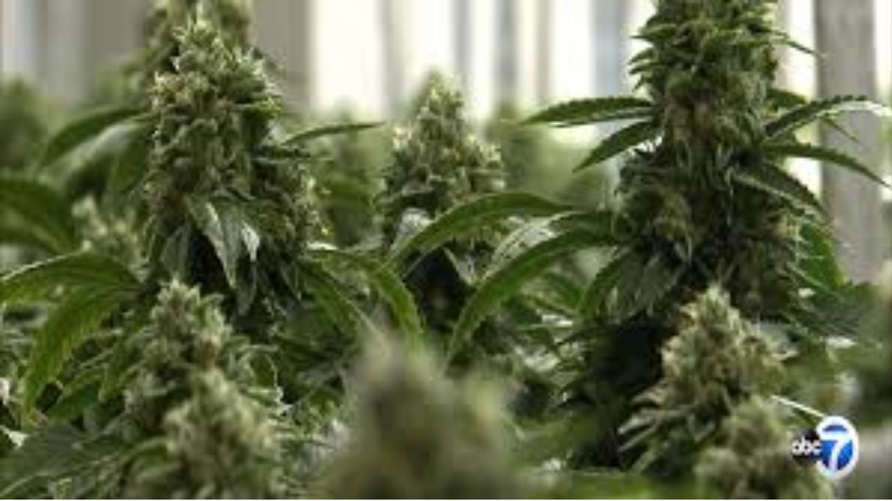 Your Neighborhood Dispensary: A Guide to Illinois Cannabis