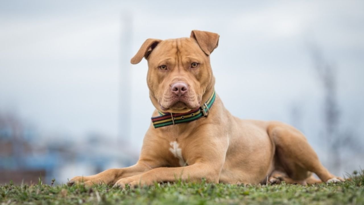 Can Pitbulls Be Service Dogs?