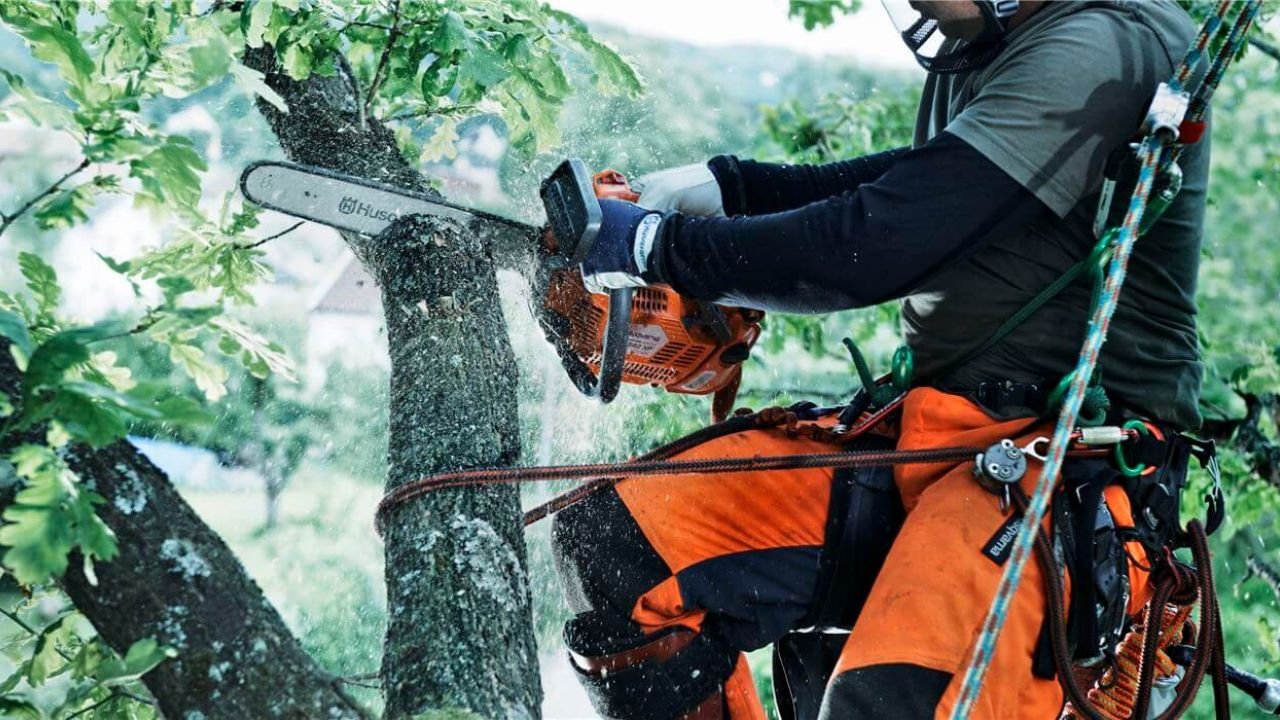 Mastering Tree Services on the North Shore: Enhancing Your Landscape
