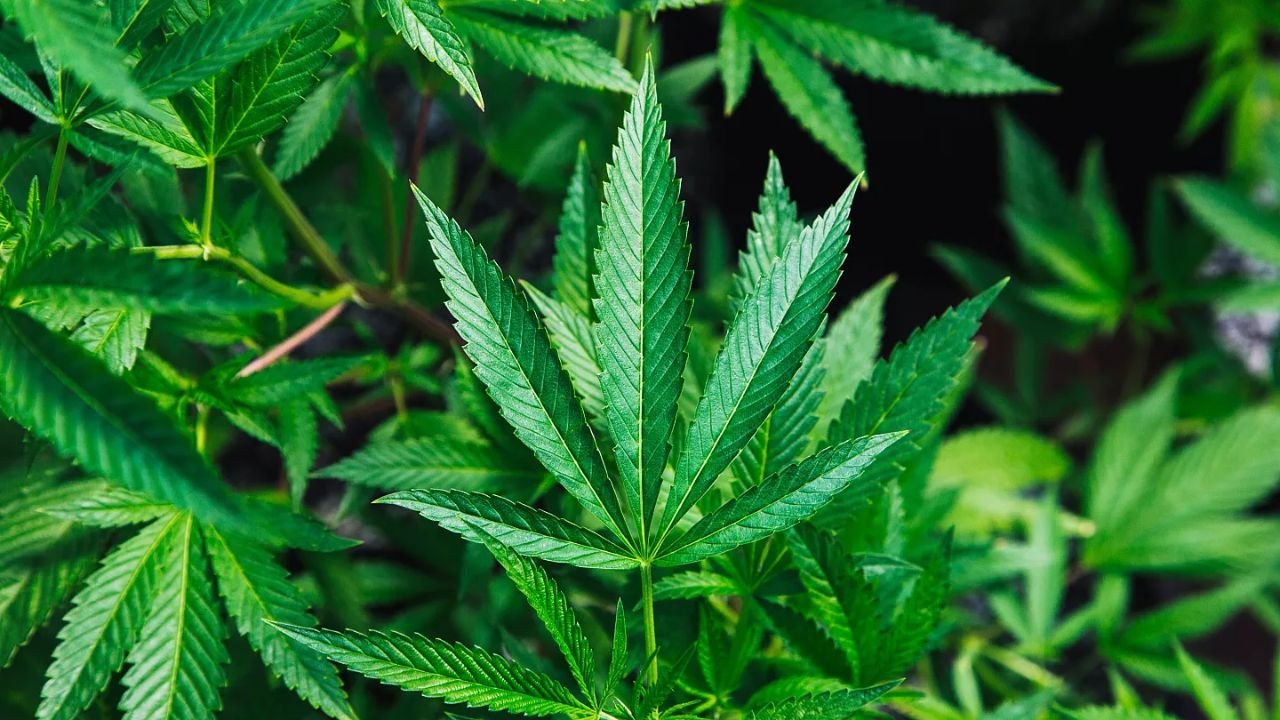 A Definitive Guide To Choosing The Right Cannabis Strain