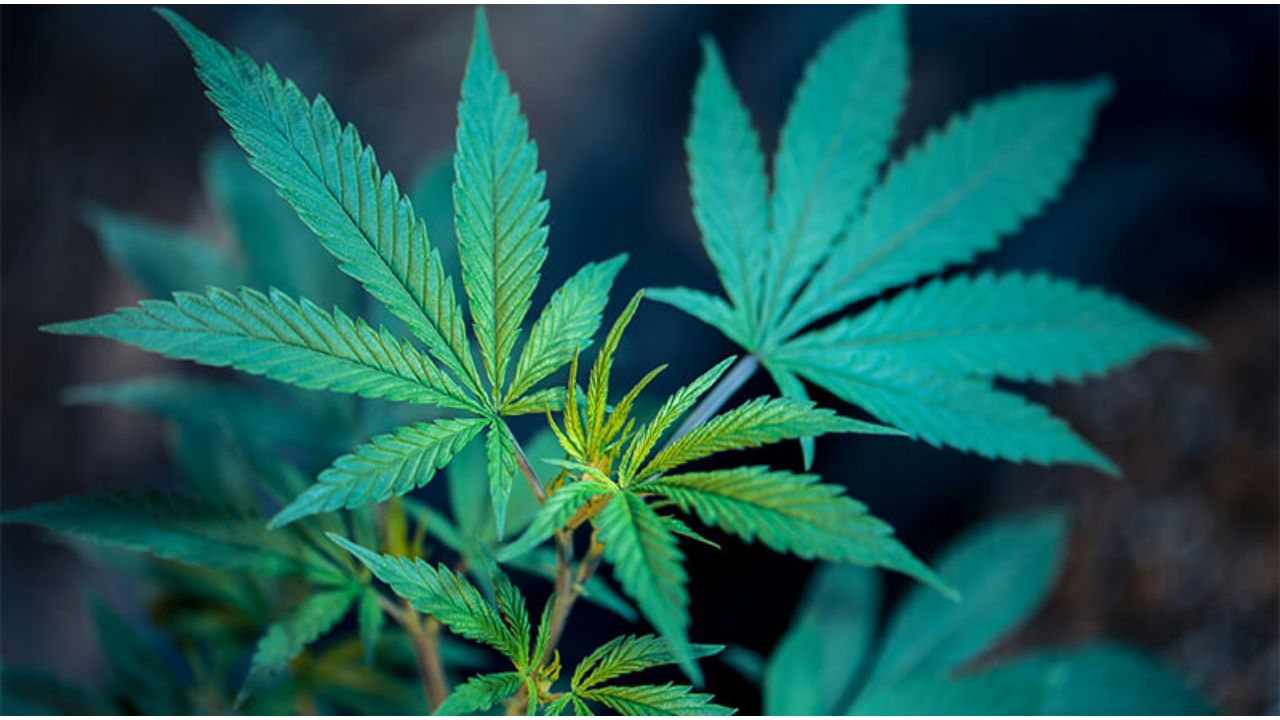 The Role of Cannabis Shops in Shaping Consumer Choices