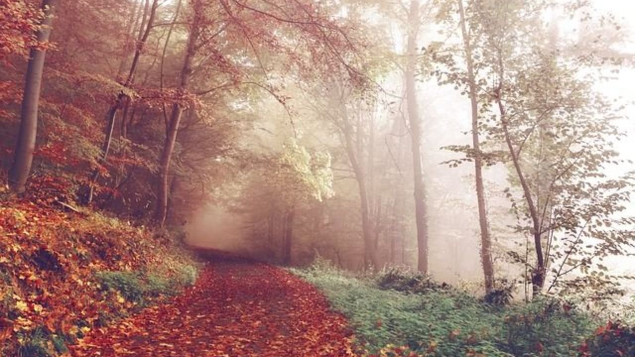 Exploring Nature’s Patterns: How the Wild Teaches Us to Read the World