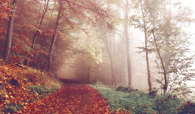 Exploring Nature’s Patterns: How the Wild Teaches Us to Read the World